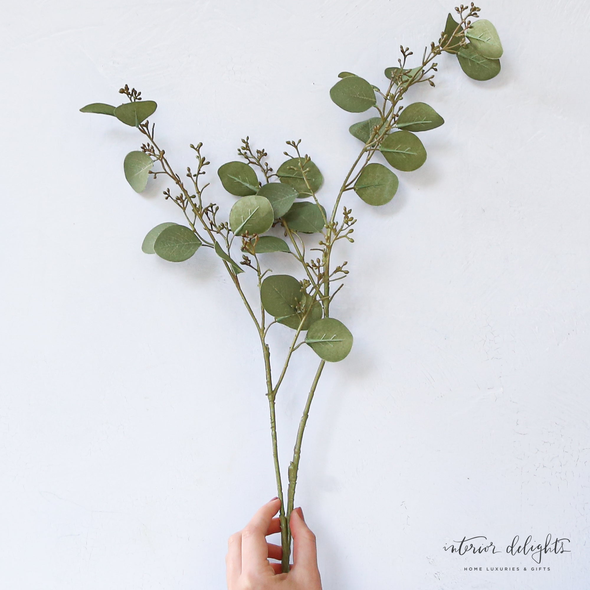 Green Budding Eucalyptus Stem