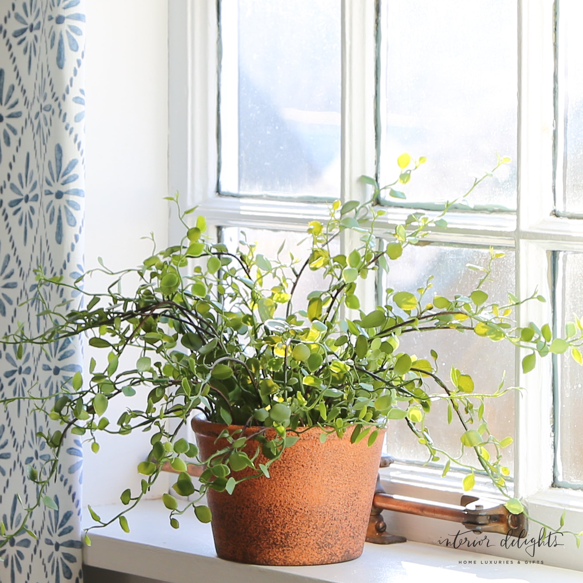 Potted Maidenhair Vine