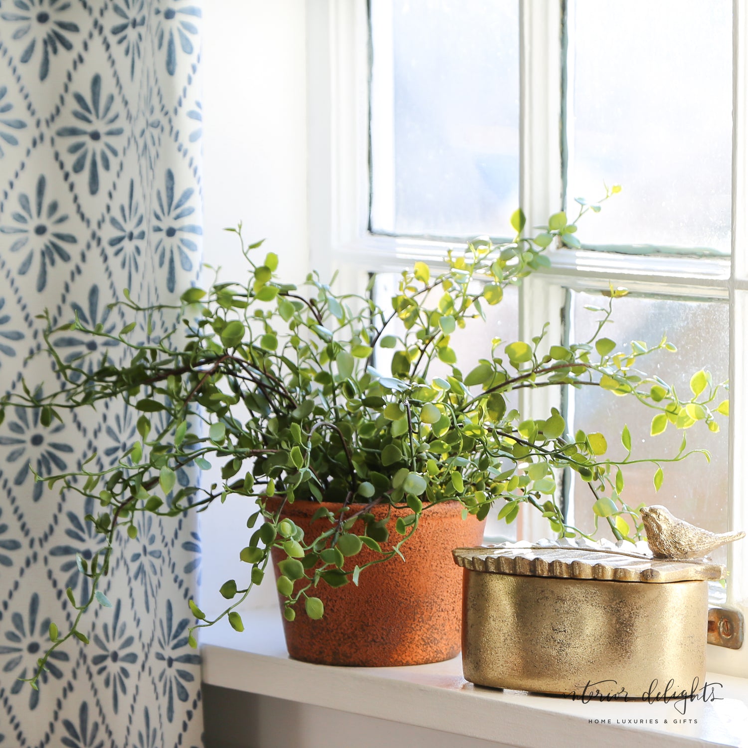 Potted Maidenhair Vine