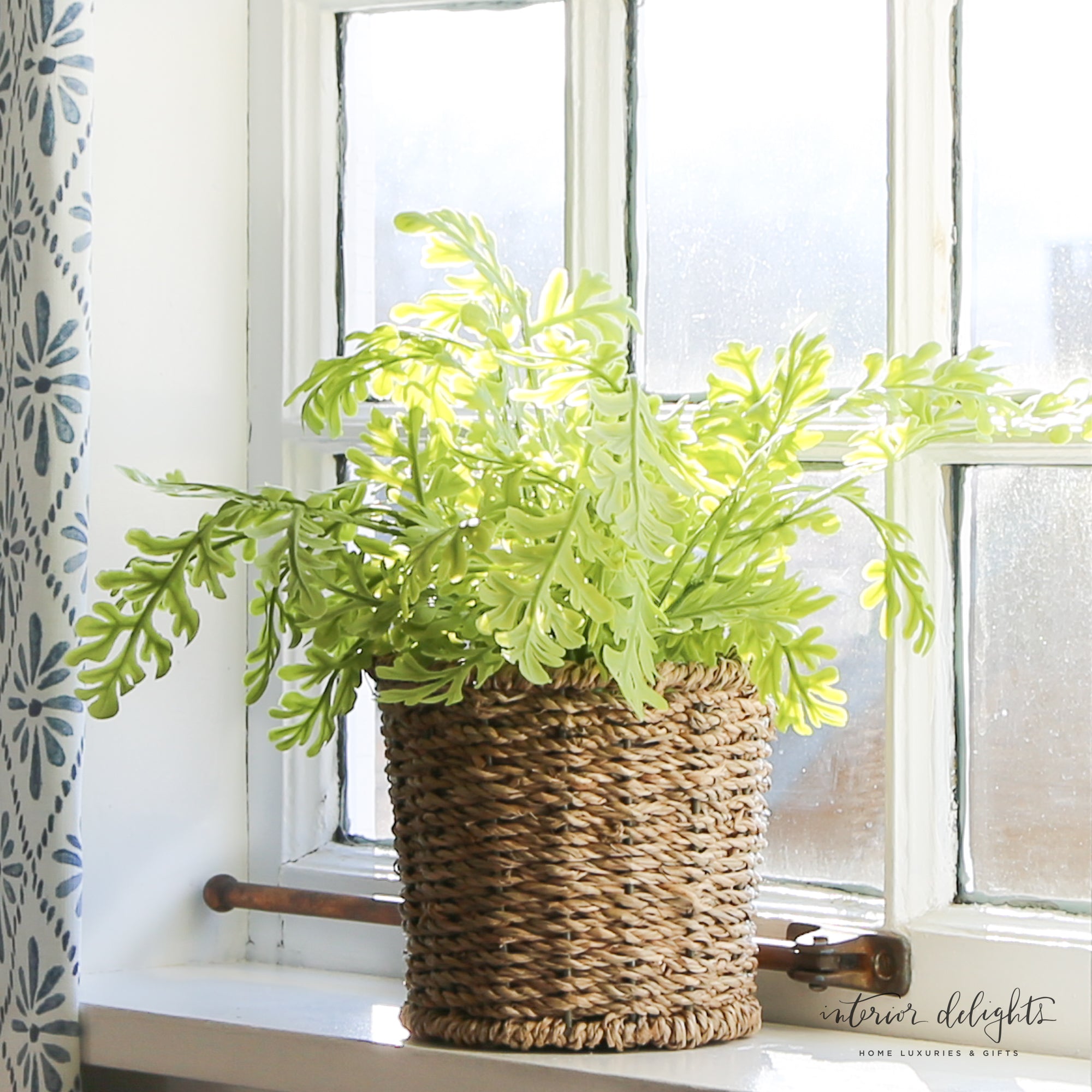 Green Fern in Basket