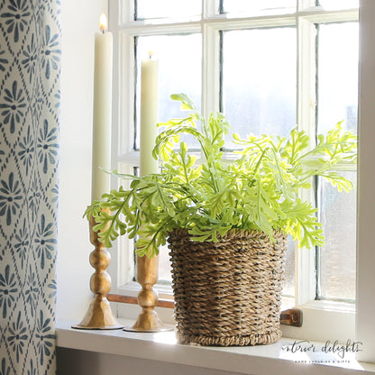 Green Fern in Basket