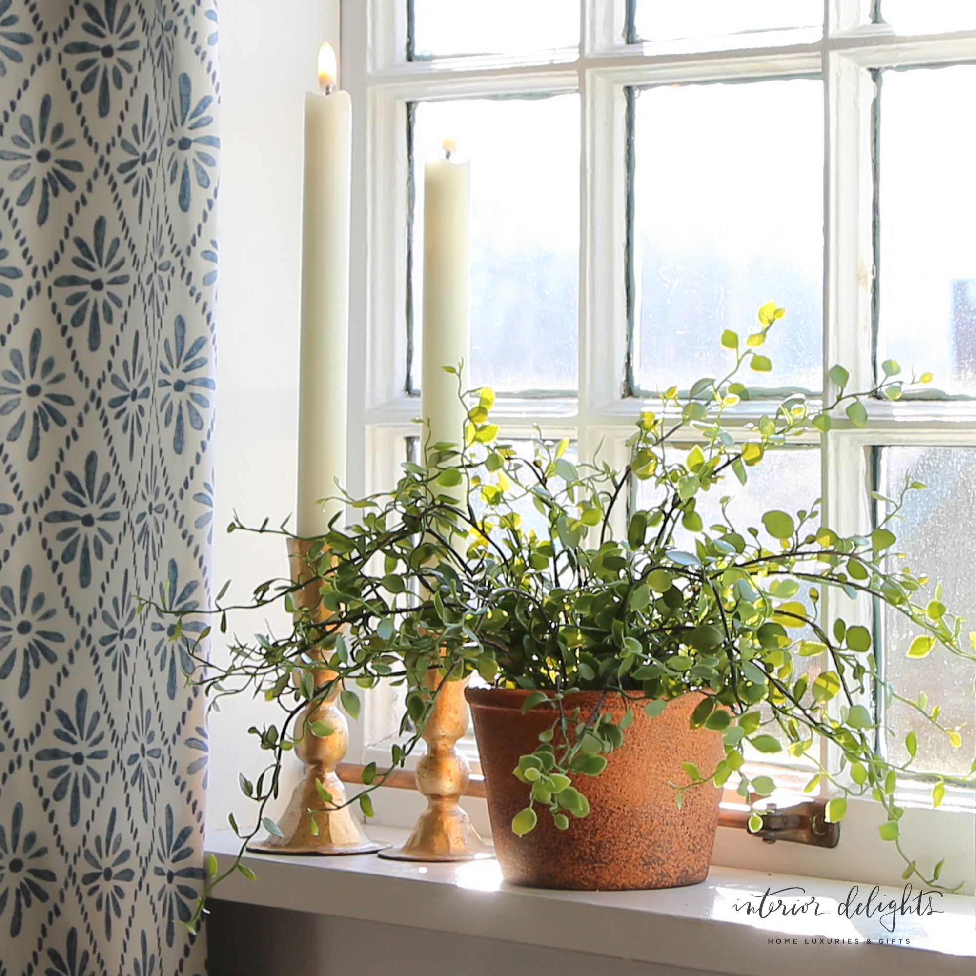 Potted Maidenhair Vine