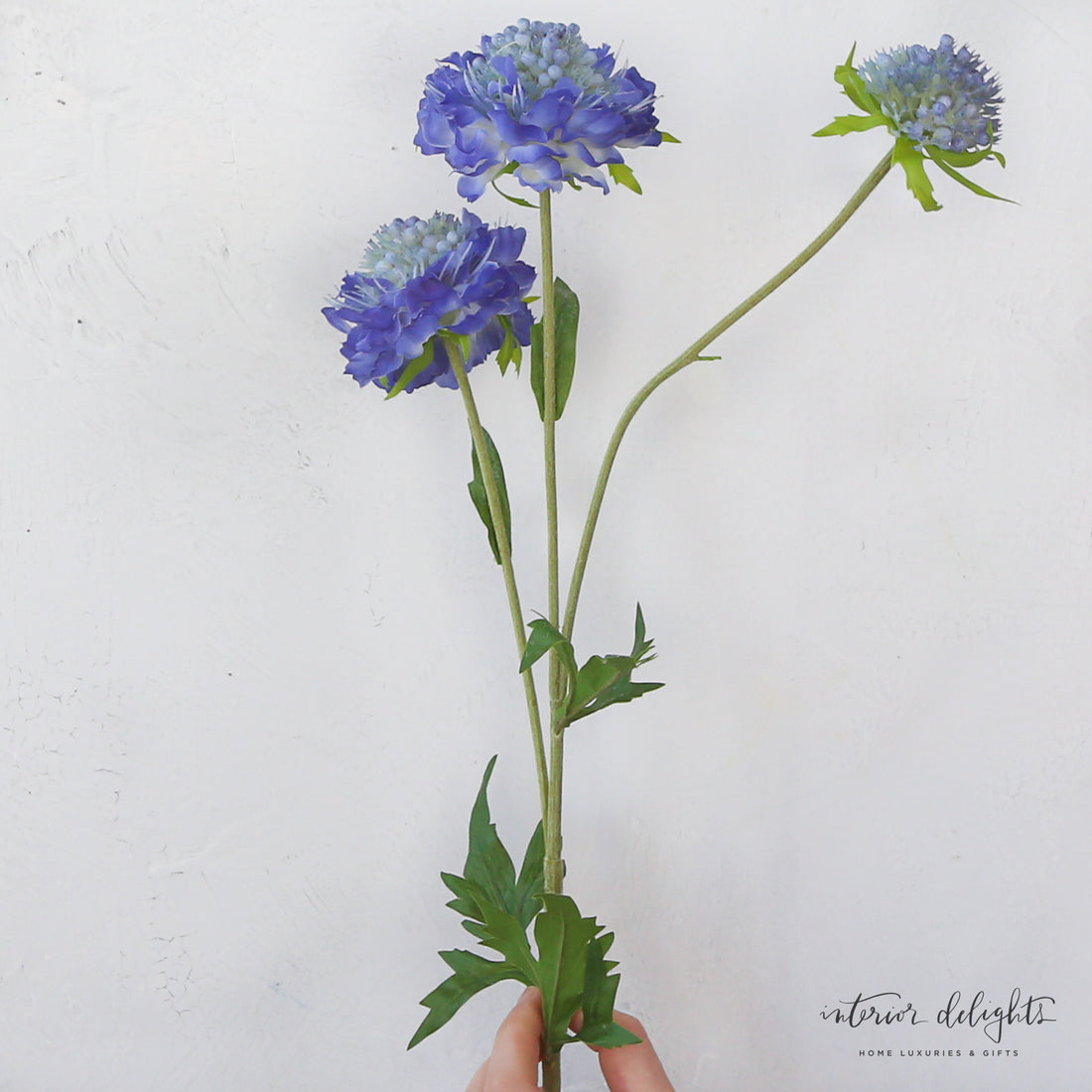 Blue Triple Pincushion Flower