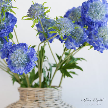 Blue Triple Pincushion Flower