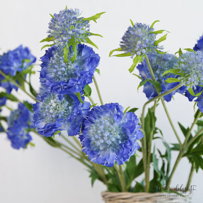 Blue Triple Pincushion Flower