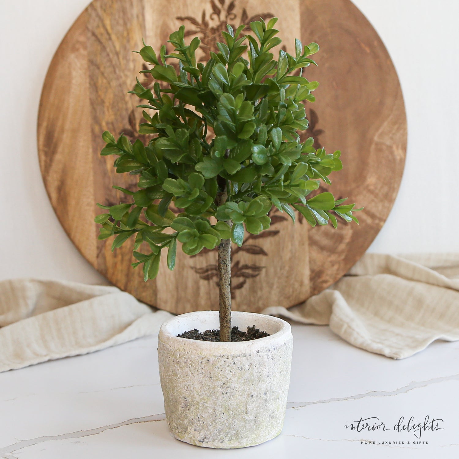 11” Green Boxwood Topiary in Clay Pot