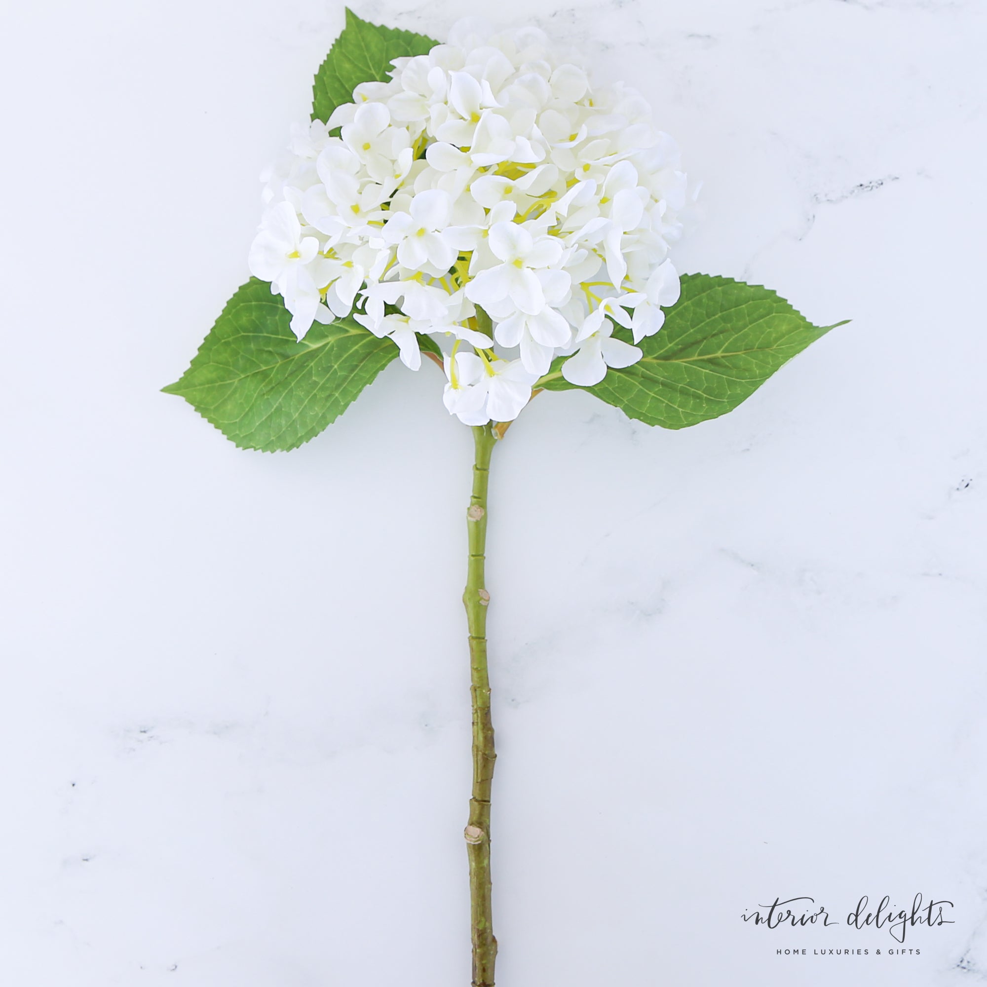 New England Hydrangea- White