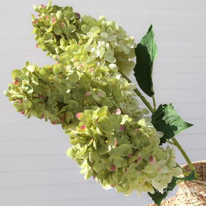 Summit Hydrangea- 3 Colors