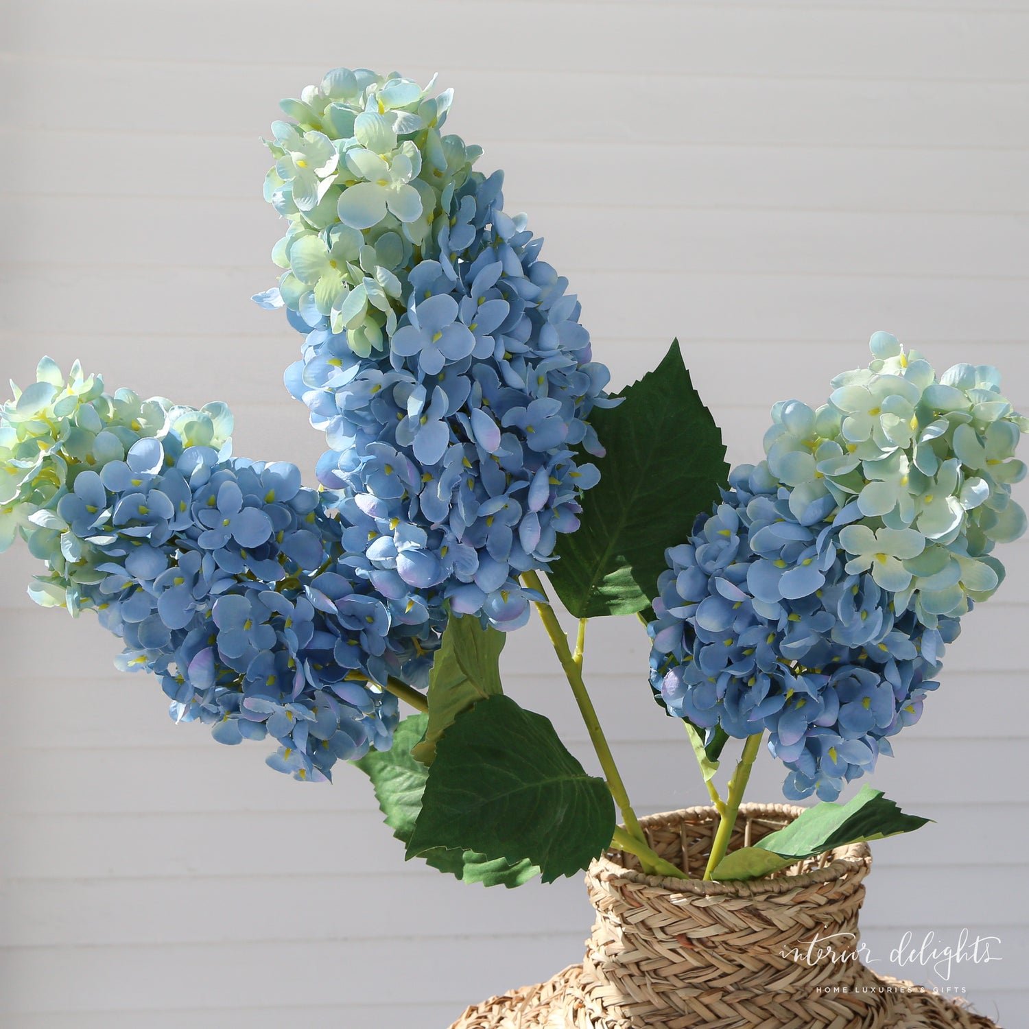 Summit Hydrangea- 3 Colors