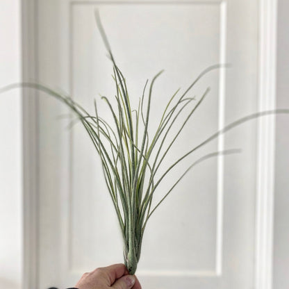 16&quot; Tillandsia Grass Bush